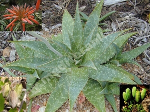 aloe saponaria