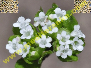 cvijet