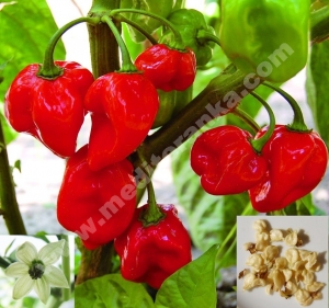 habanero