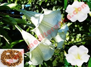 datura