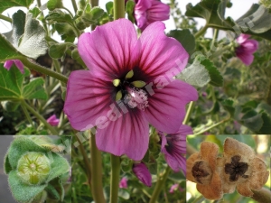 D. stola