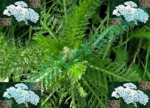 Ranjenik