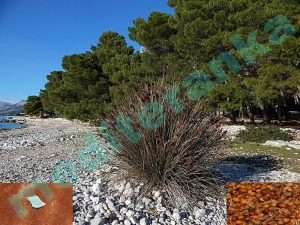 O&scaron;tri sit