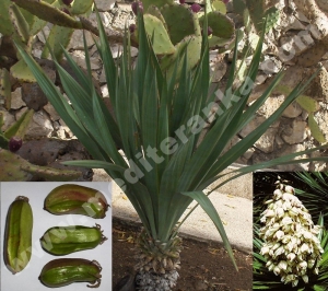 Yucca aloifolia