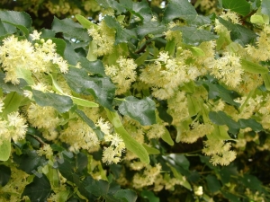 cvijet