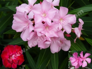 oleander
