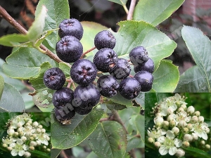 plodovi