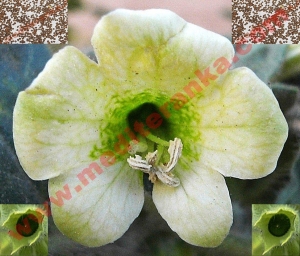 bijela bunika