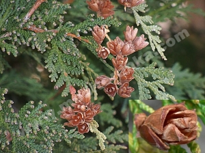 T. occidentalis