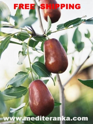 ĆIĆINDRA