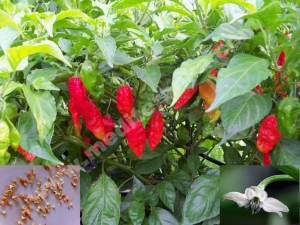 B. jolokia crvena