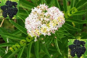 Abdovina