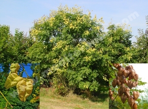 zlatna ki&scaron;a