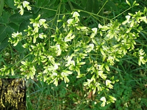 sofora