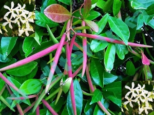 Jasmin