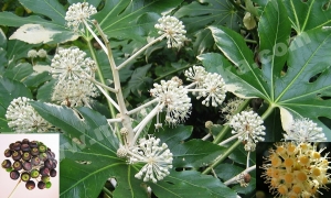 aralija